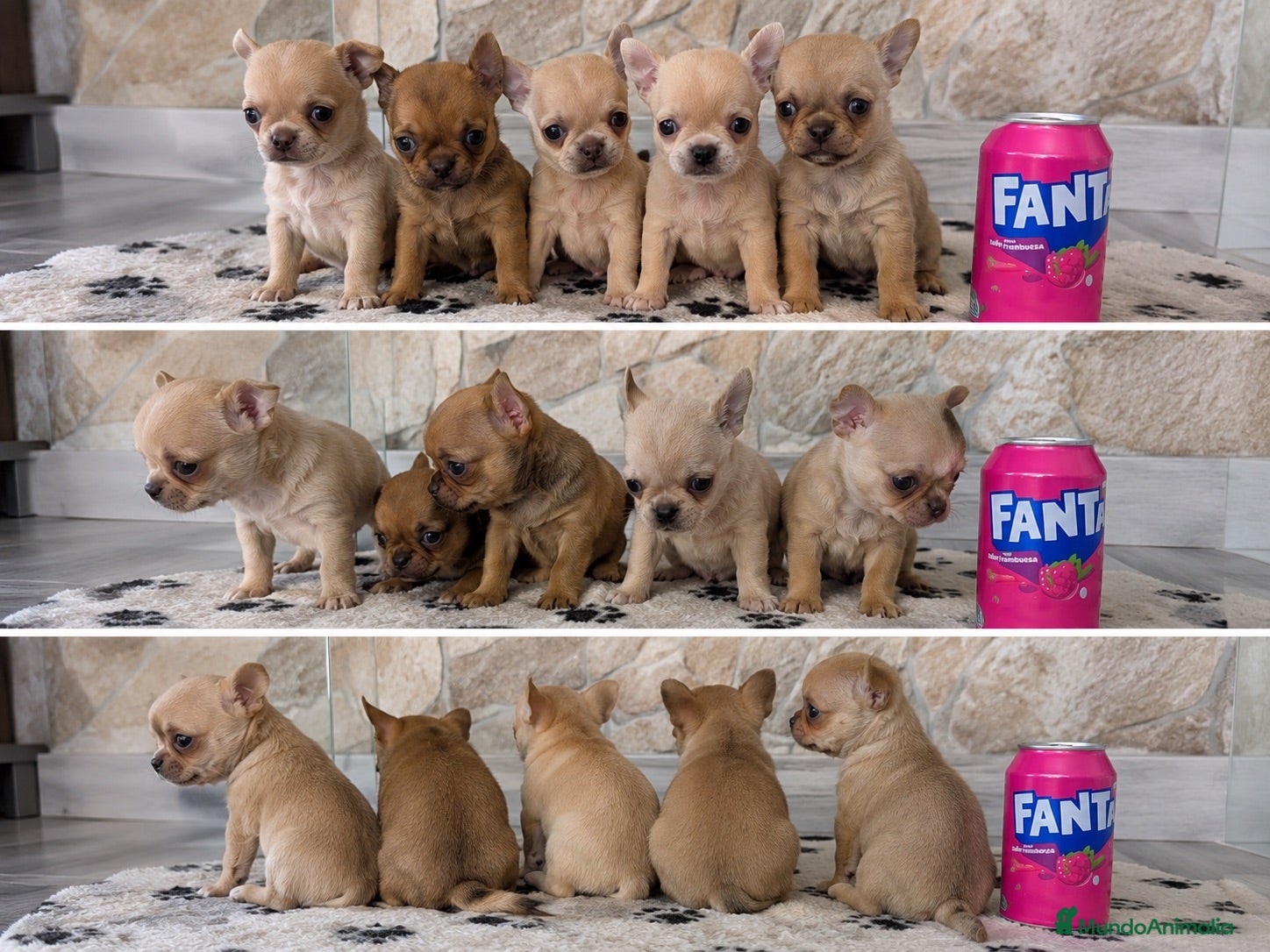 Chihuahua perros CHIHUAHUAS TOY - MURCIA  - Anuncio 2