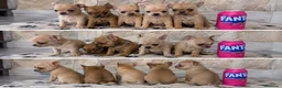 Chihuahua perros en venta: CHIHUAHUAS TOY - MURCIA  - Anuncio 1