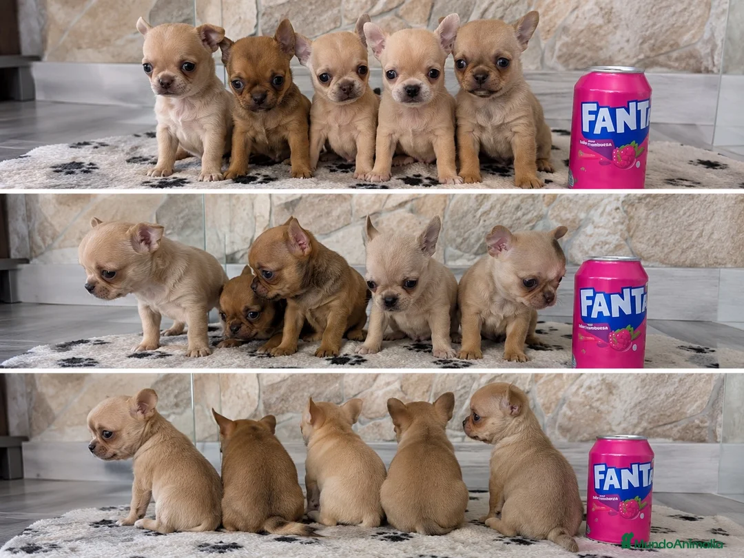 Chihuahua perros en venta: CHIHUAHUAS TOY - MURCIA  - Anuncio 1