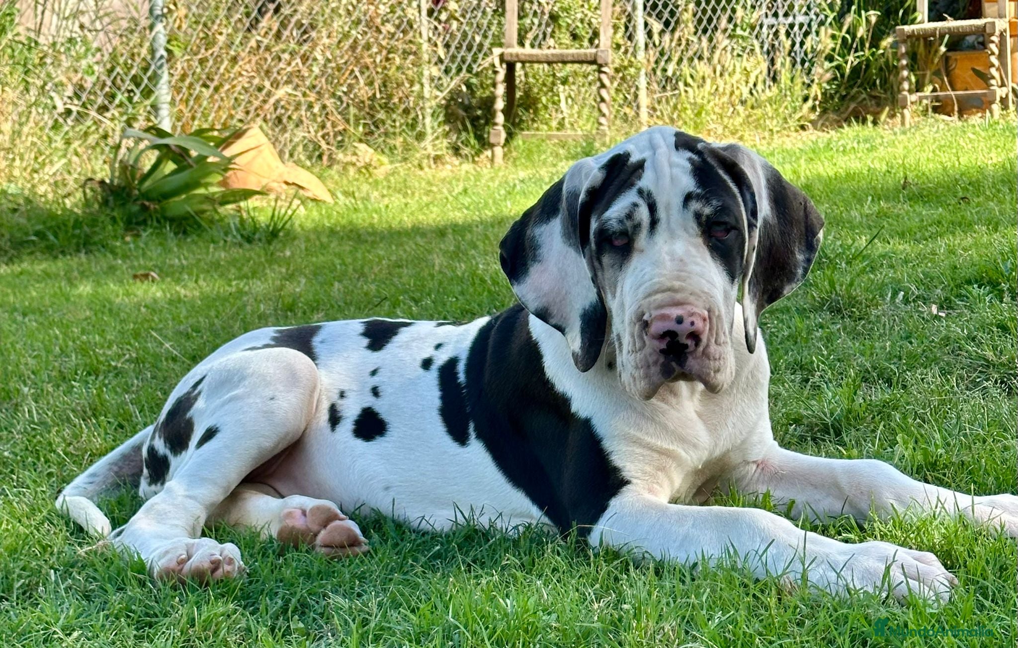 Dogo Alemán perros Camads de GRAN DANÉS  - Anuncio 1