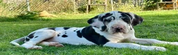 Dogo Alemán perros en venta: Camads de GRAN DANÉS  - Anuncio 1