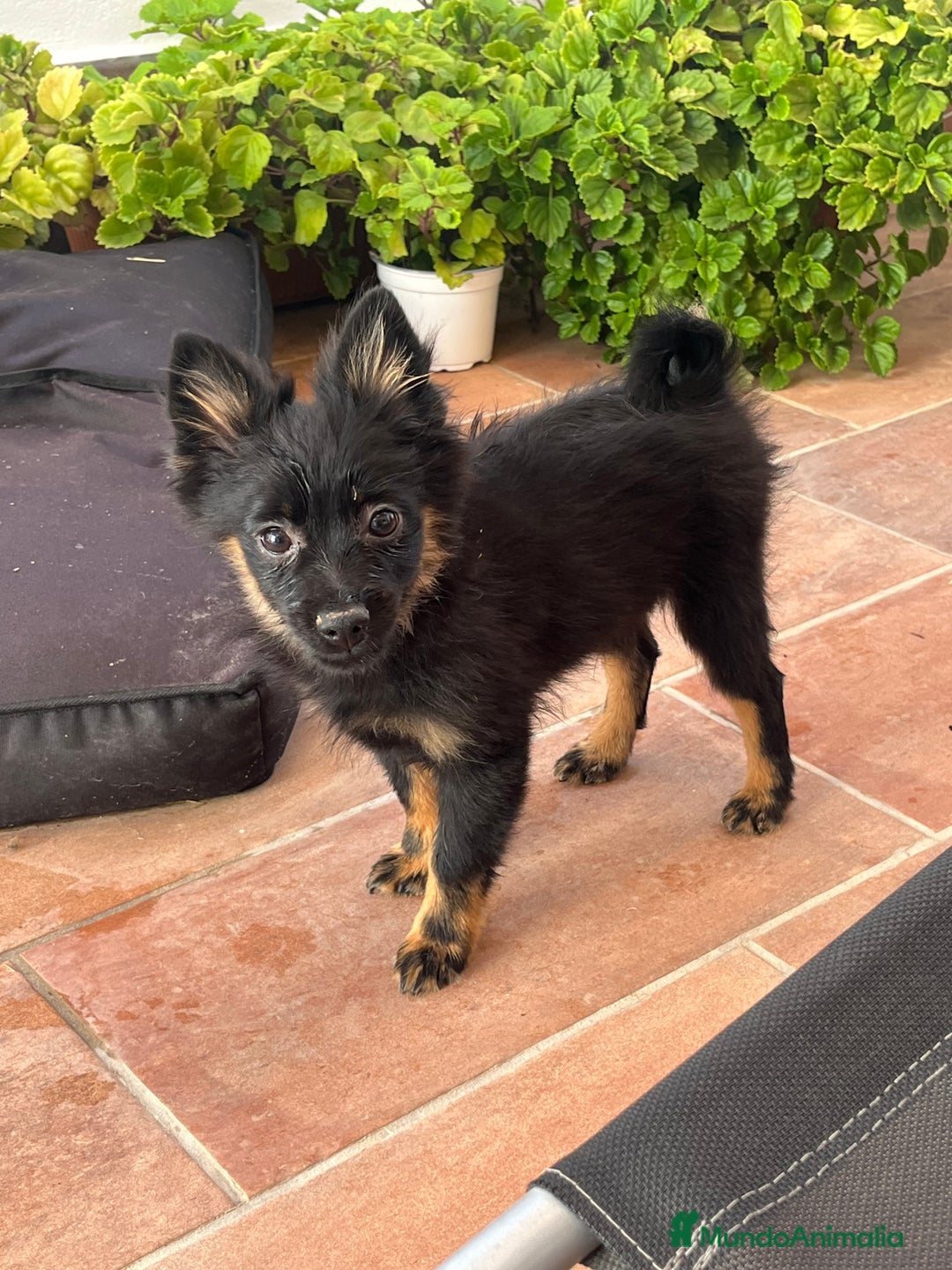 Pomerania perros en venta: Spitz alemán  - Imagen 5