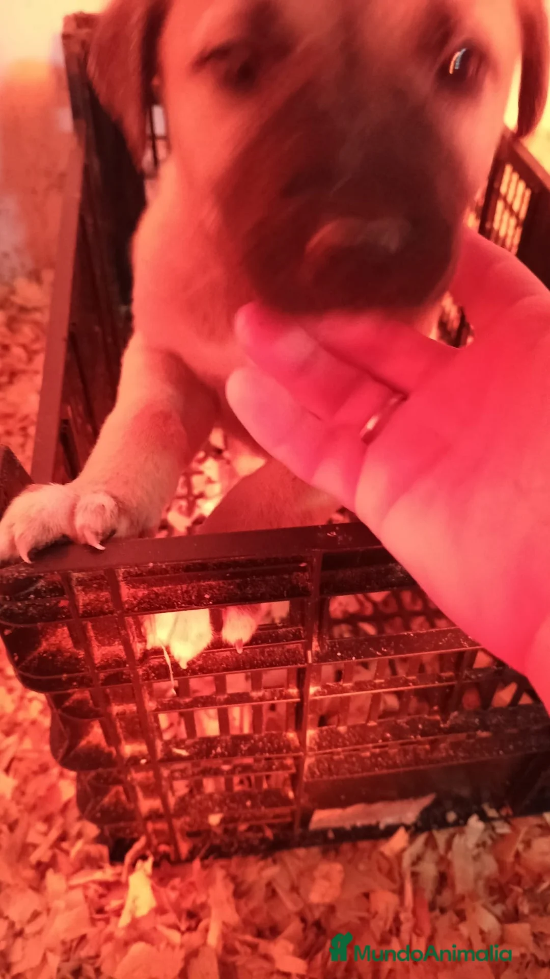 Mastín Español perros en venta: Hembra mastín  - Anuncio 3