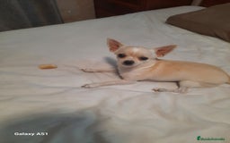 Chihuahua perros en venta: Chihuahua  - Imagen 6