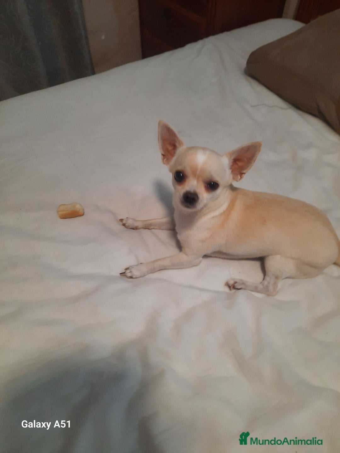Chihuahua perros en venta: Chihuahua  - Imagen 6