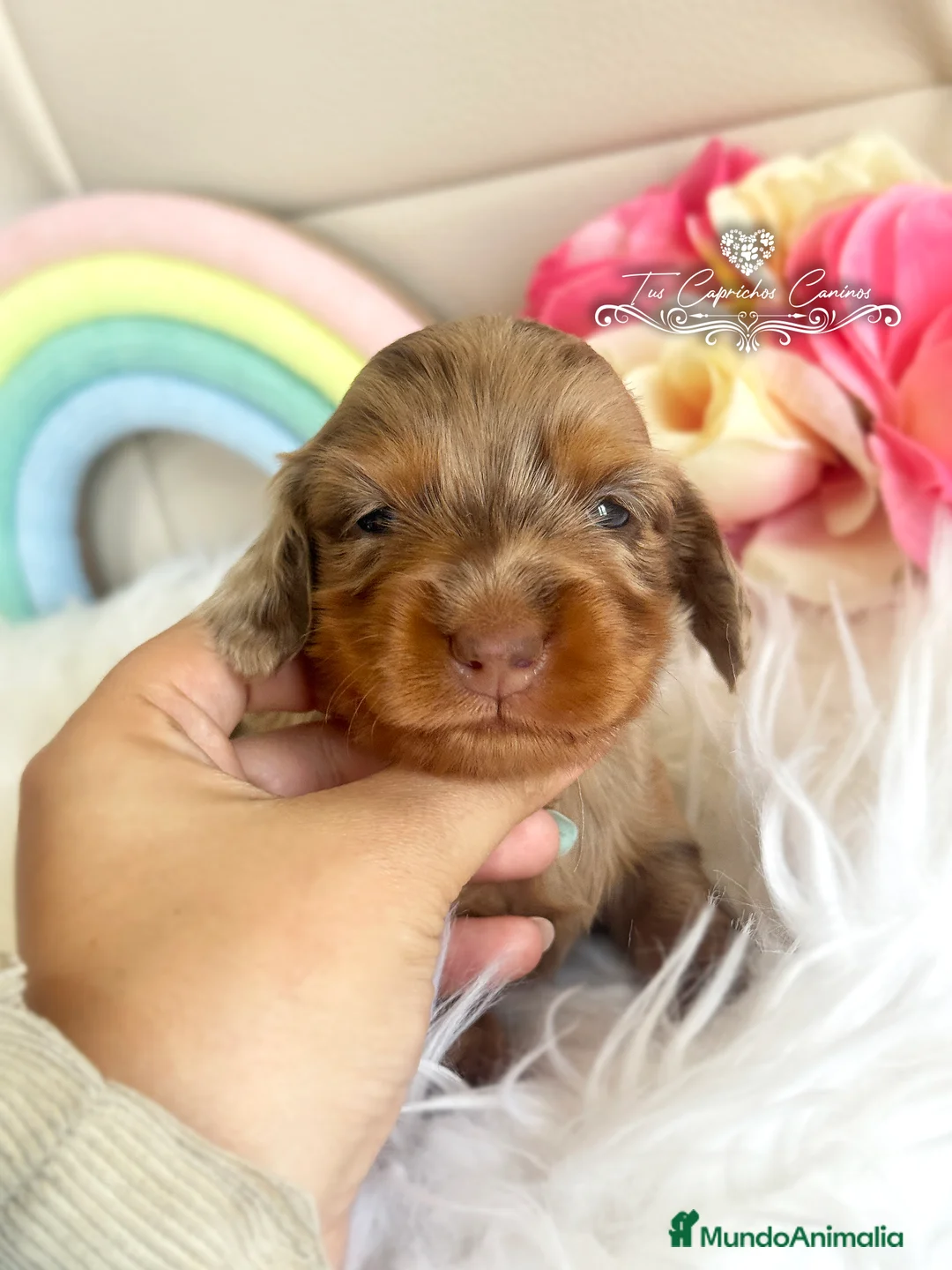 Teckel perros en venta: TUS CAPRICHOS CANINOS /// TECKEL DE PELO LARGO  en Cantabria - Anuncio 1