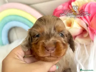 Teckel perros TUS CAPRICHOS CANINOS /// TECKEL DE PELO LARGO en Cantabria - Anuncio 9