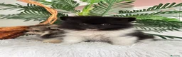 Pomerania perros en venta: POMERANIA  - Anuncio 16