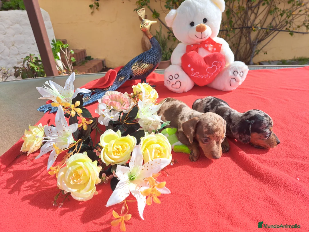 Teckel Miniatura perros en venta: Teckel miniatura - Anuncio 5