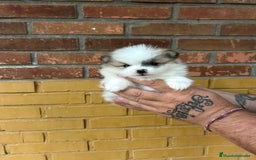 Pomerania perros en venta: Pomerania  - Imagen 3