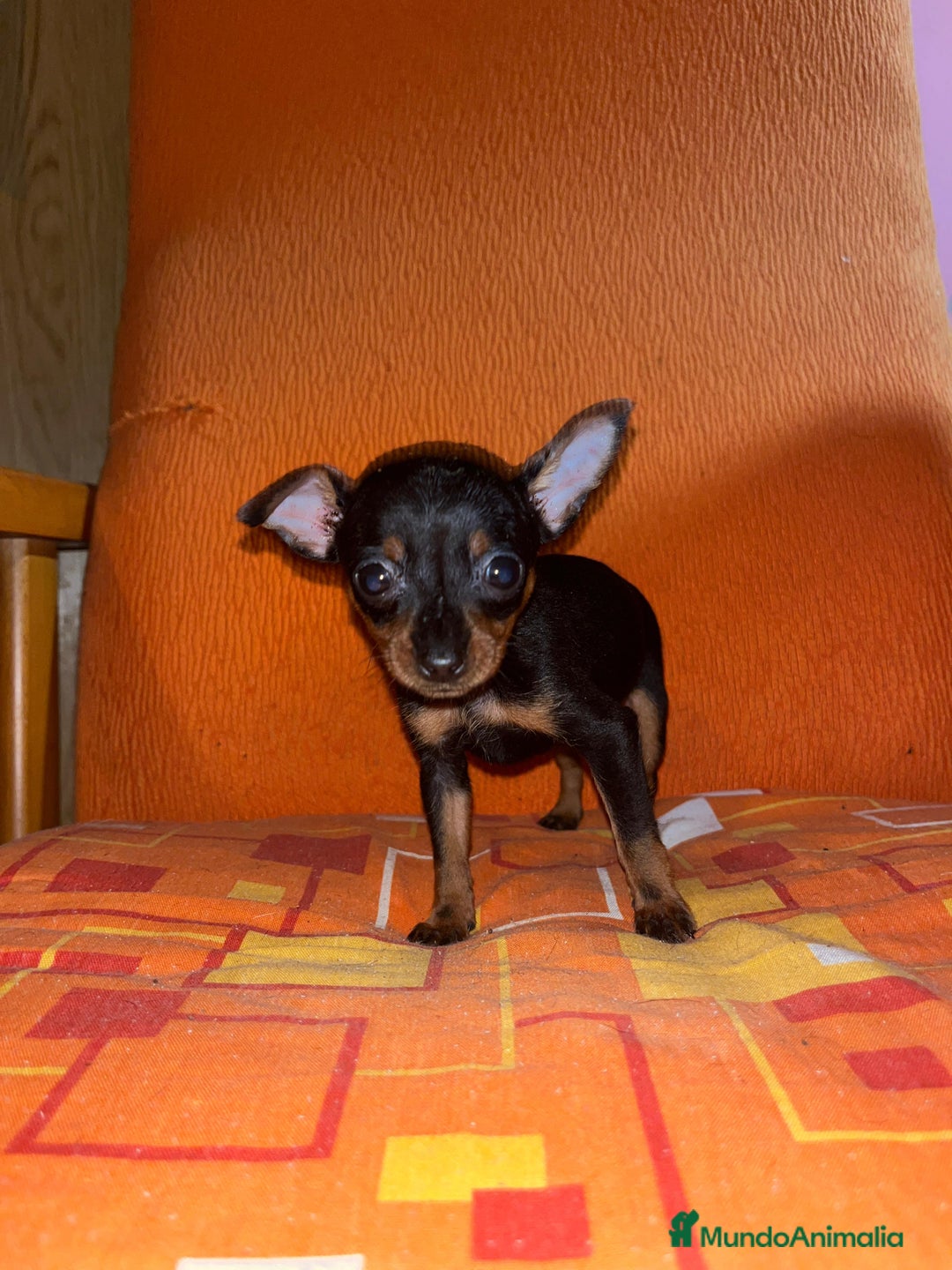 Ratón de Praga perros en venta: Ratón de praga  - Imagen 4