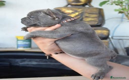 Bulldog Francés perros en venta: Bulldog francés exótico distintos colores - Imagen 8