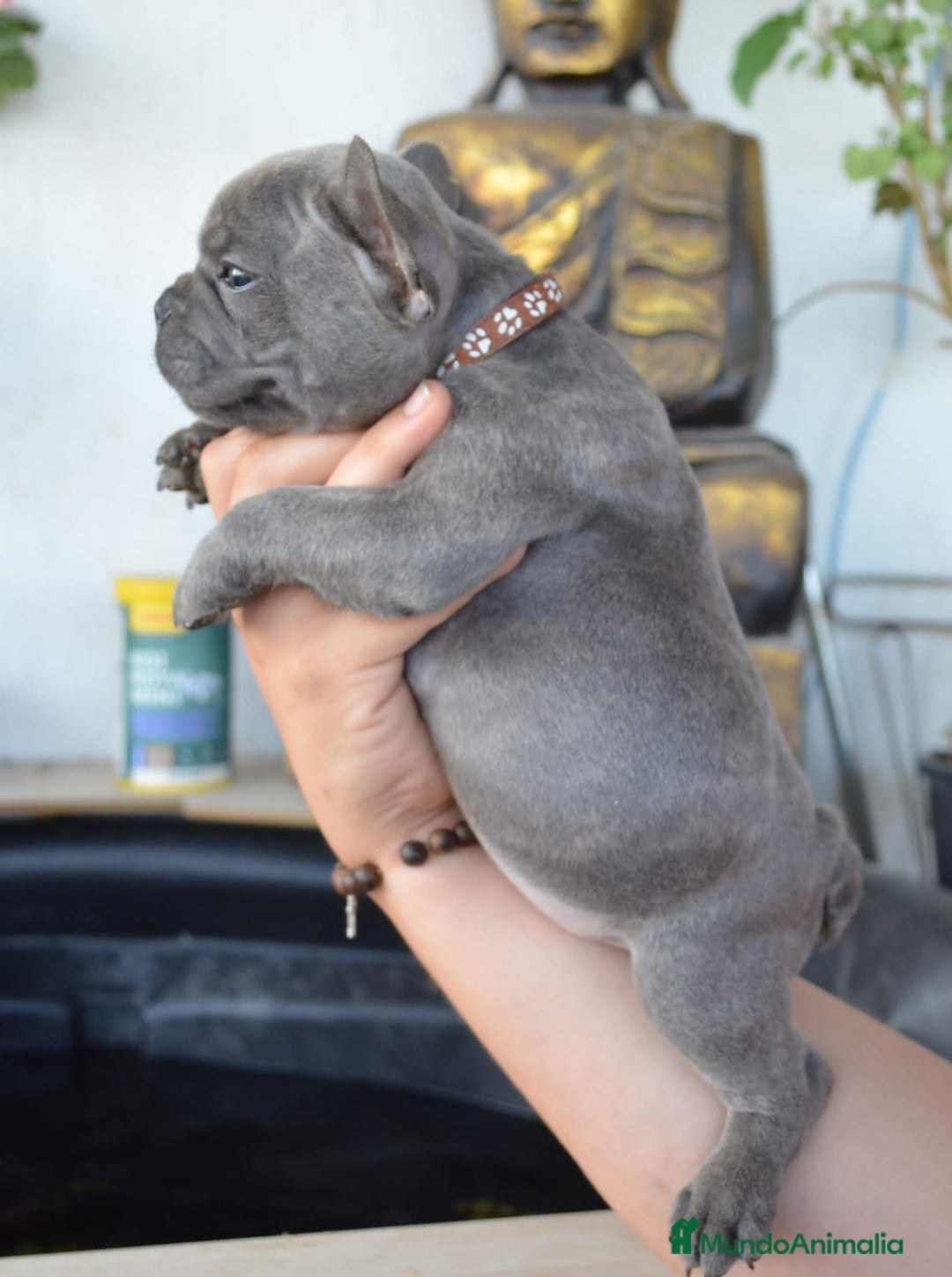 Bulldog Francés perros en venta: Bulldog francés exótico distintos colores - Imagen 8