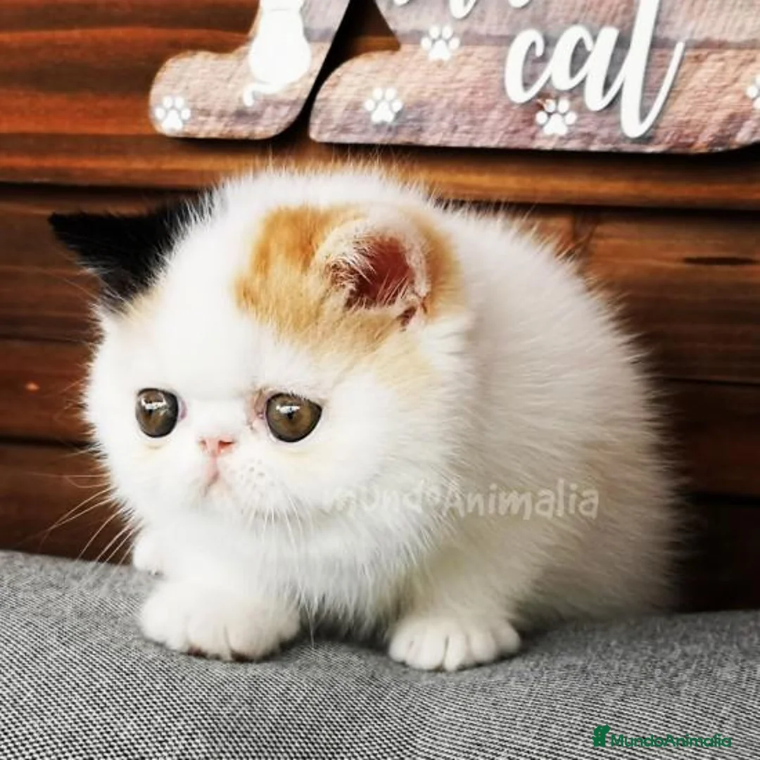 Imagen de galería {{count}}