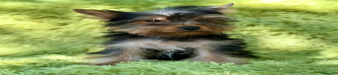 Yorkshire Terrier Cachorro 1