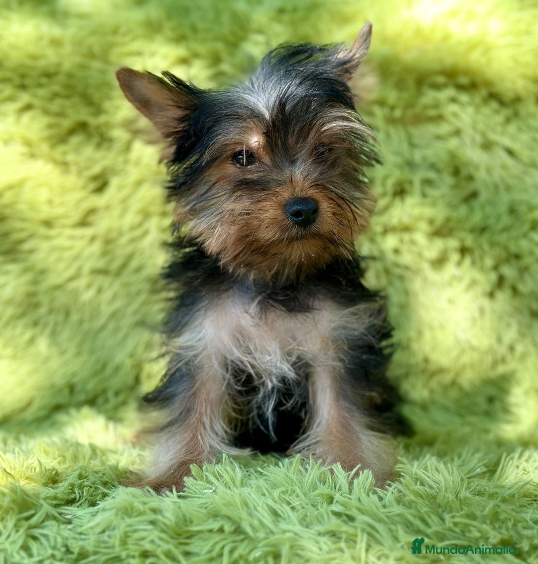 Yorkshire Terrier perros en venta: Yorki mini  - Imagen 3