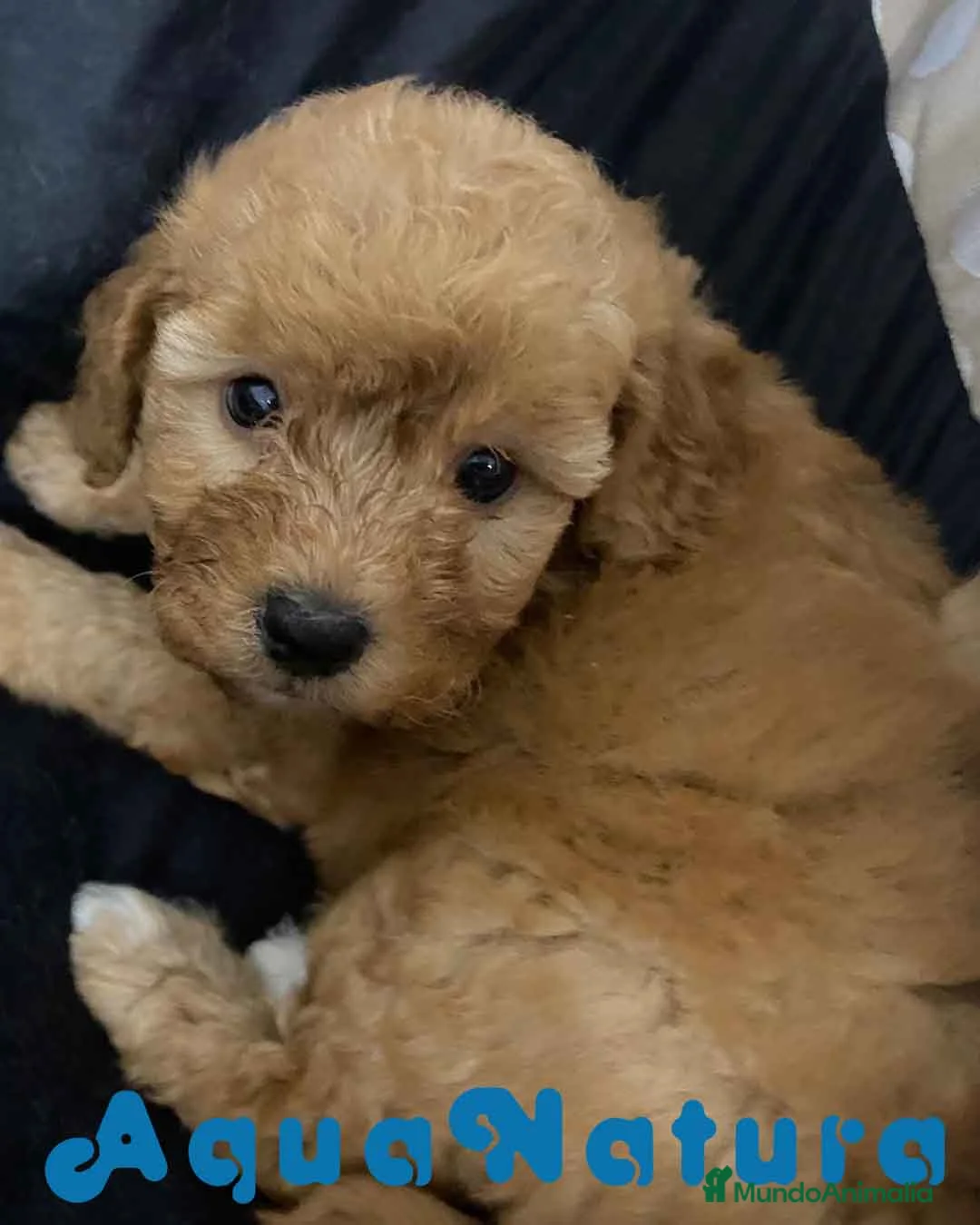 Havapoo perros en venta: Havapoo Hembra 2 de Locaty y Can AQUANATURA - Anuncio 1