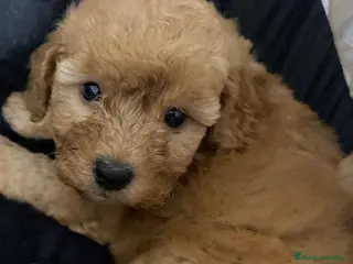 Havapoo perros Havapoo Hembra 2 de Locaty y Can AQUANATURA - Anuncio 3