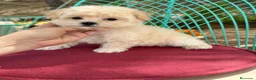 Maltipoo perros en venta: Maltipoo Hembra Toy fotos actuales !! - Anuncio 1