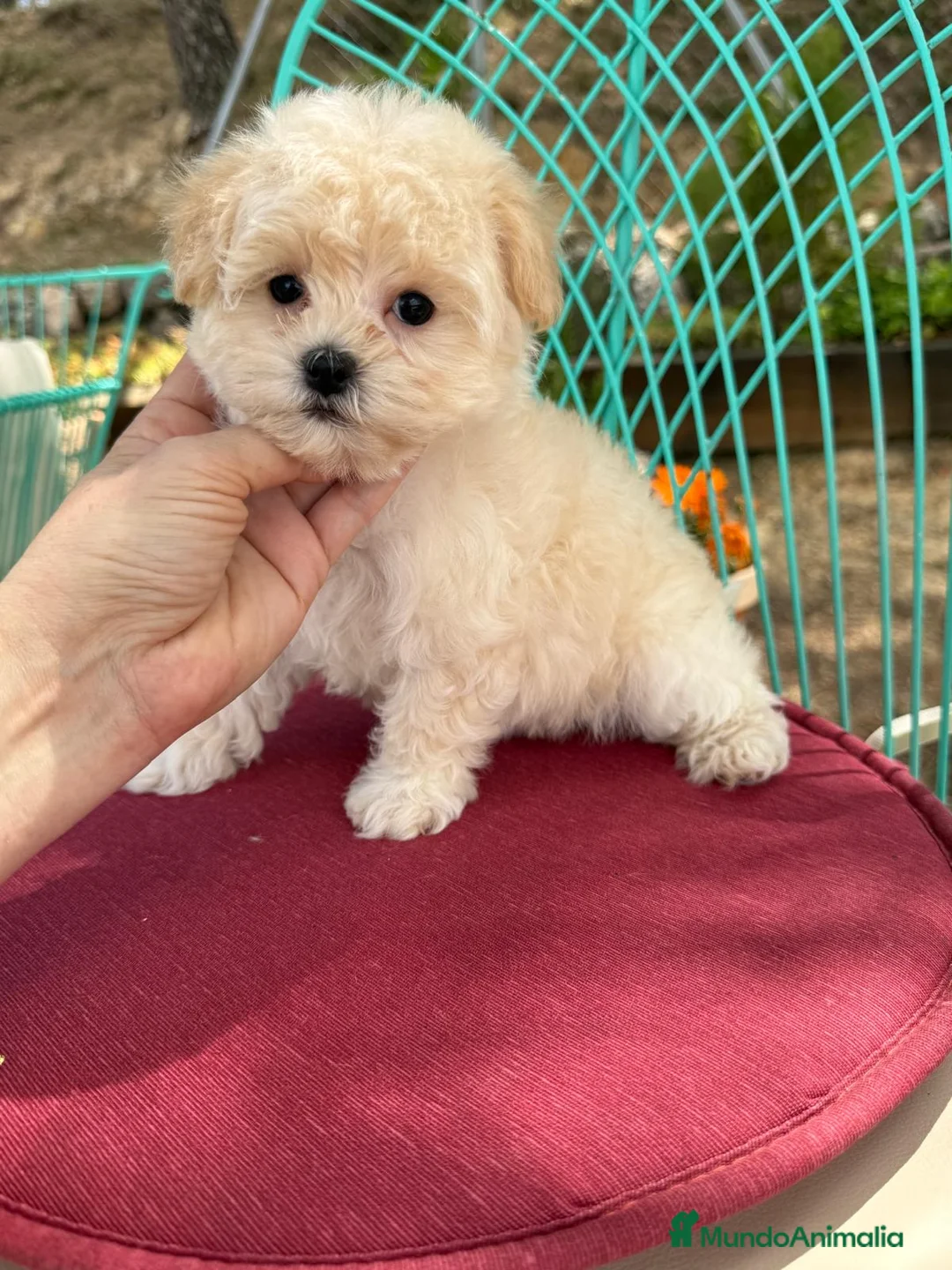 Maltipoo perros en venta: Maltipoo Hembra Toy fotos actuales !! - Anuncio 1
