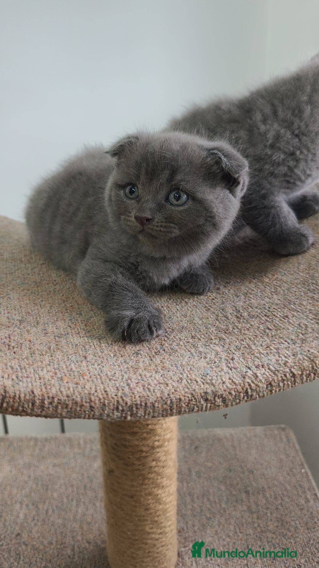 Británico de Pelo Corto Azul gatos en venta: Scottish & azul ruso - Imagen 1