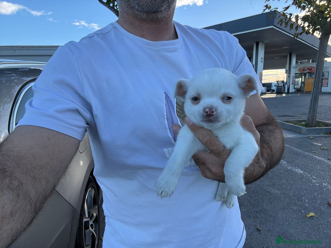 Chihuahua perros en venta: Chihuahua toy exclusivo - Anuncio 7