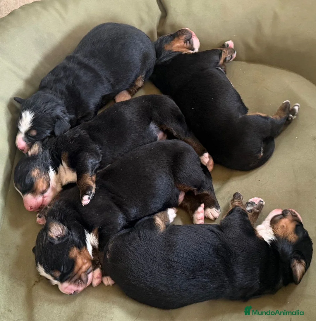 Boyero de Berna perros en venta: Boyeros de Berna Preciosa Camada en Madrid - Anuncio 6