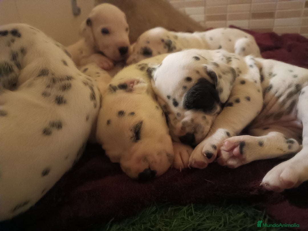Dálmata perros en venta: Cachorros de dalmatas  en Ciudad Real - Imagen 1
