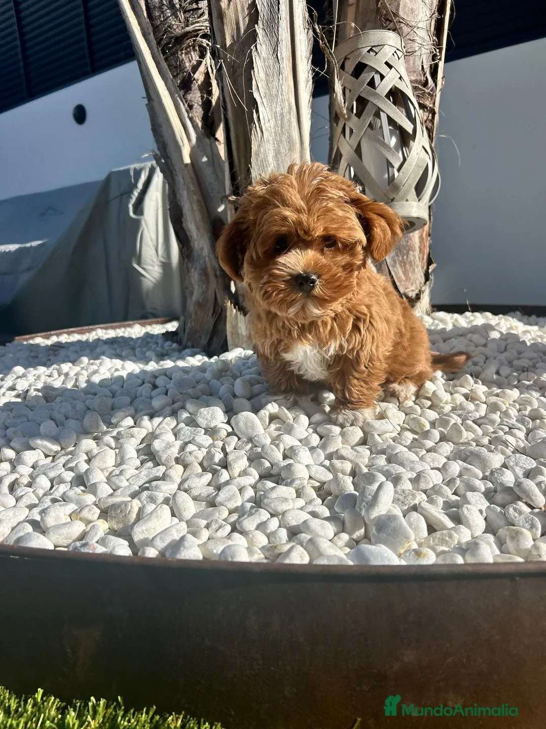 Maltipoo perros en venta: Maltipoo mini - Anuncio 2