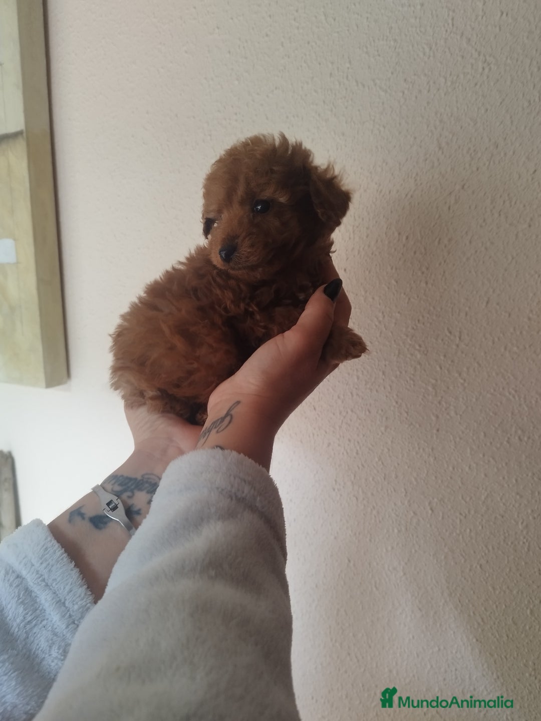 Caniche Toy perros en venta: Caniche hembra roja EXCLUSIVAS - Anuncio 3