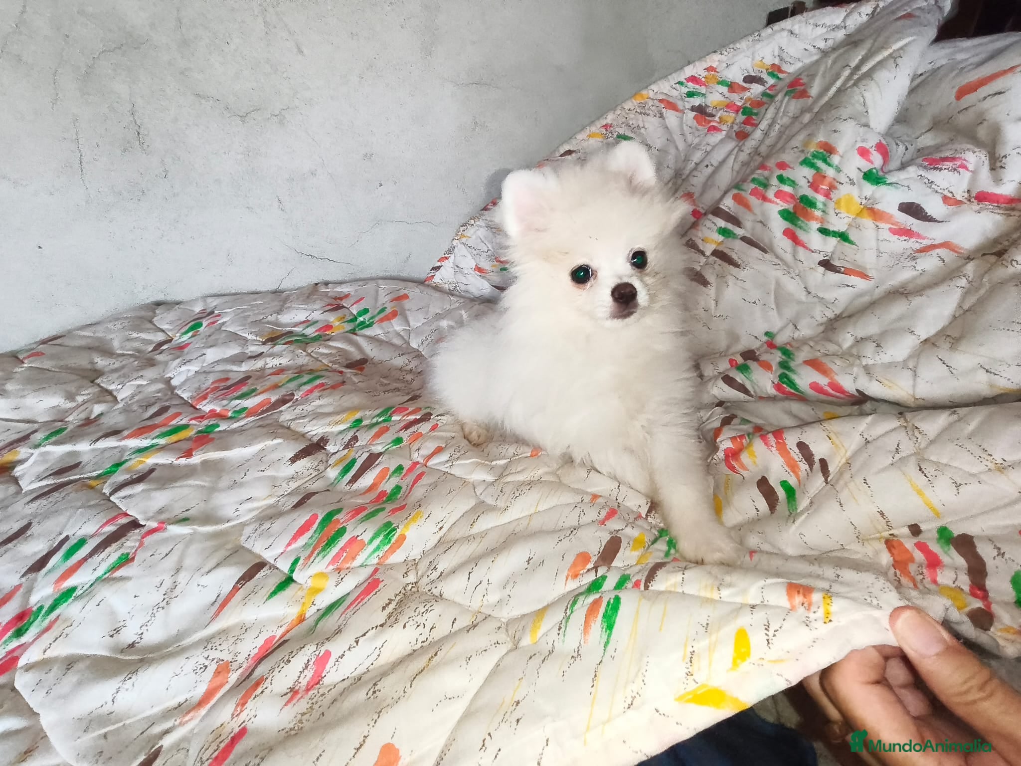 Pomerania perros POMERANIA MACHITO CHIQUITÍN  - Anuncio 2