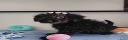 Perro de Agua Español perros en venta: Perro de agua  - Anuncio 8