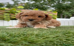 Caniche Toy perros en venta: CANICHE TOY MACHO - Imagen 4