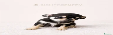 Chihuahua 1