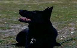 Pastor Alemán perros en venta: Camada Vom Zarental  - Anuncio 2