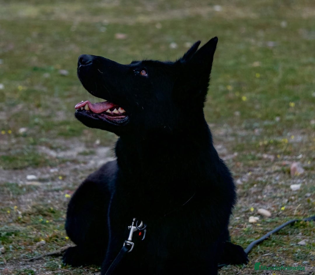 Pastor Alemán perros en venta: Camada Vom Zarental  - Anuncio 2