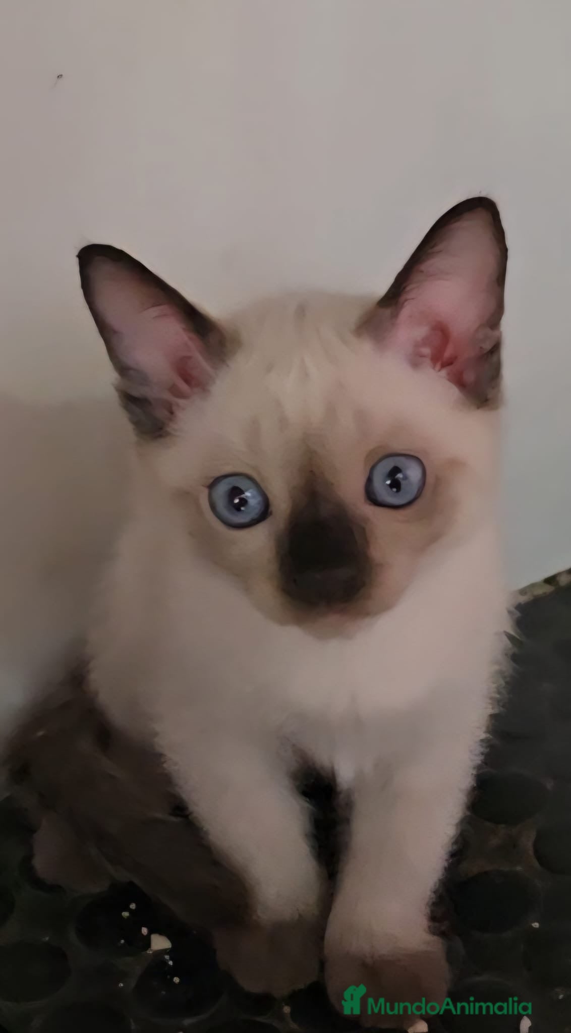 Otras razas gatos Gatitos crestados  - Anuncio 6