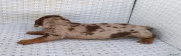 Teckel Miniatura perros en venta: Teckel mini  - Anuncio 4