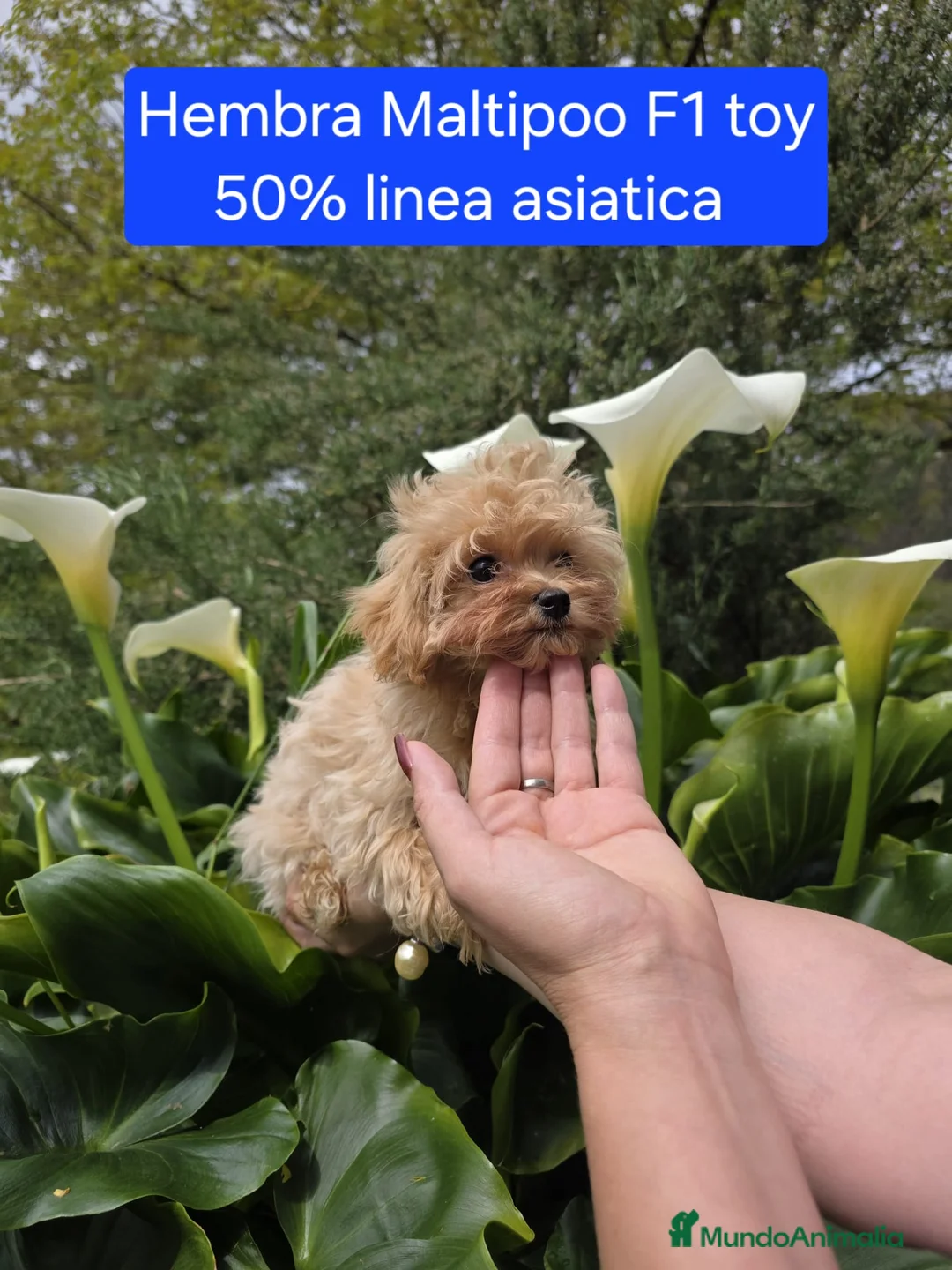 Maltipoo perros en venta: Preciosos Maltipoo - Anuncio 2