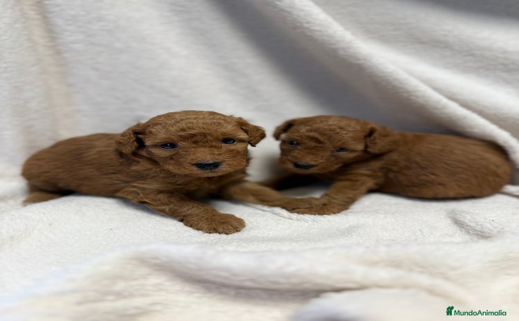 Caniche Toy perros - Anuncio 2