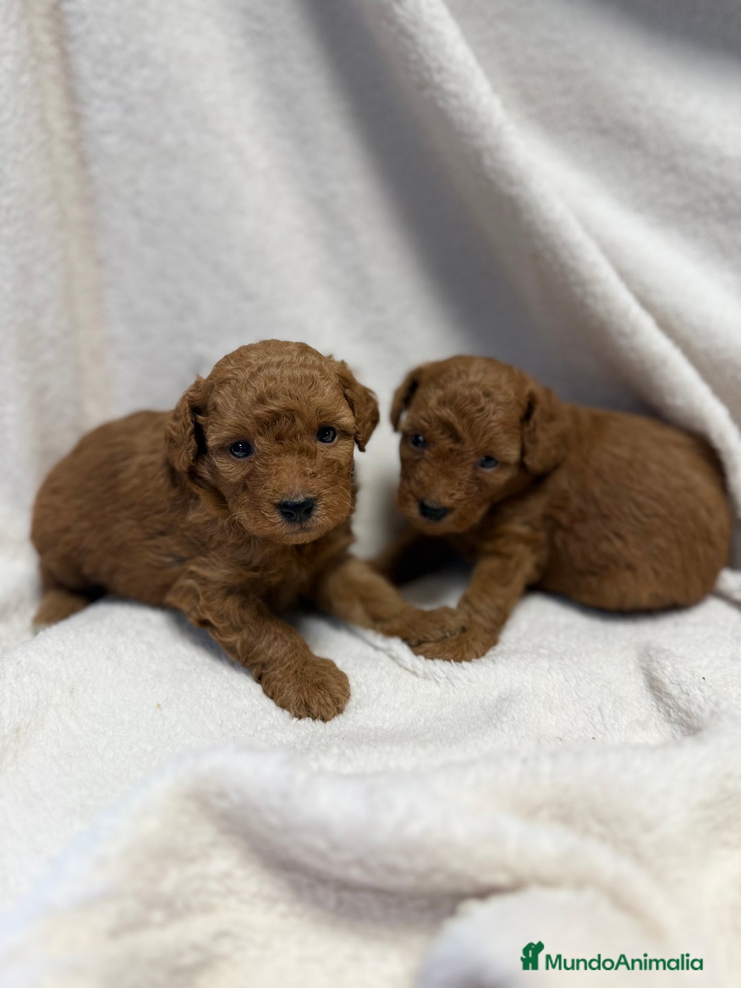 Caniche Toy perros en venta: Monísima Caniche Roja - Imagen 1