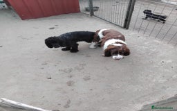 Cocker Spaniel Inglés perros en venta: Cocker spaniel ingles  - Imagen 8