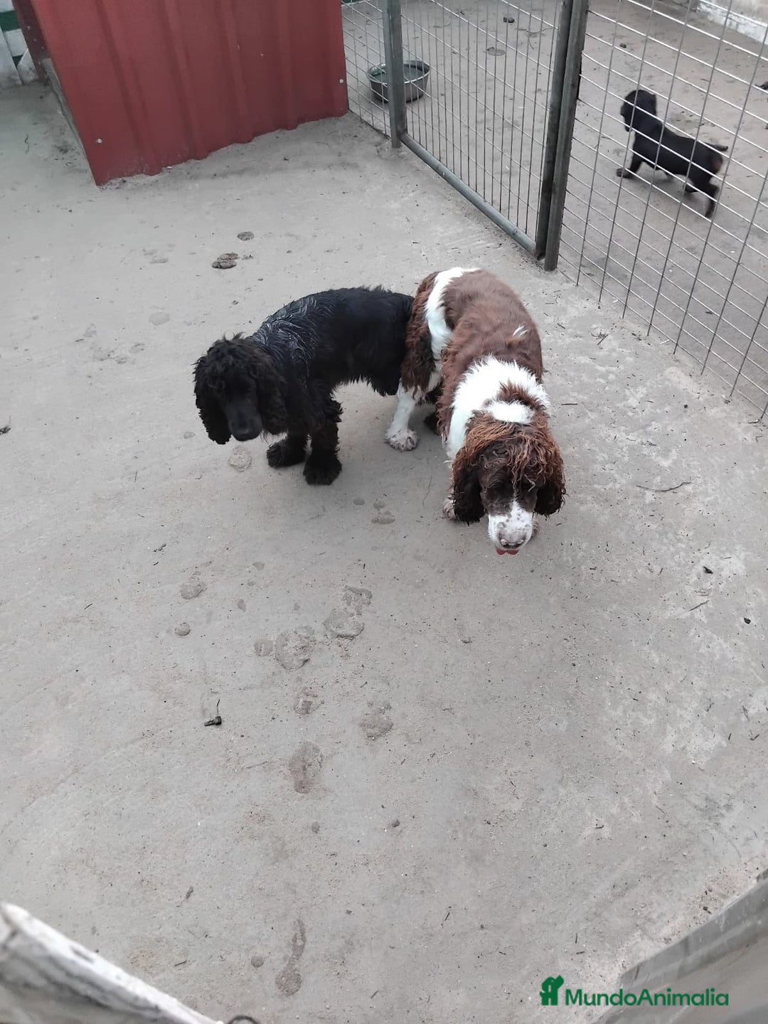 Cocker Spaniel Inglés perros en venta: Cocker spaniel ingles  - Imagen 8