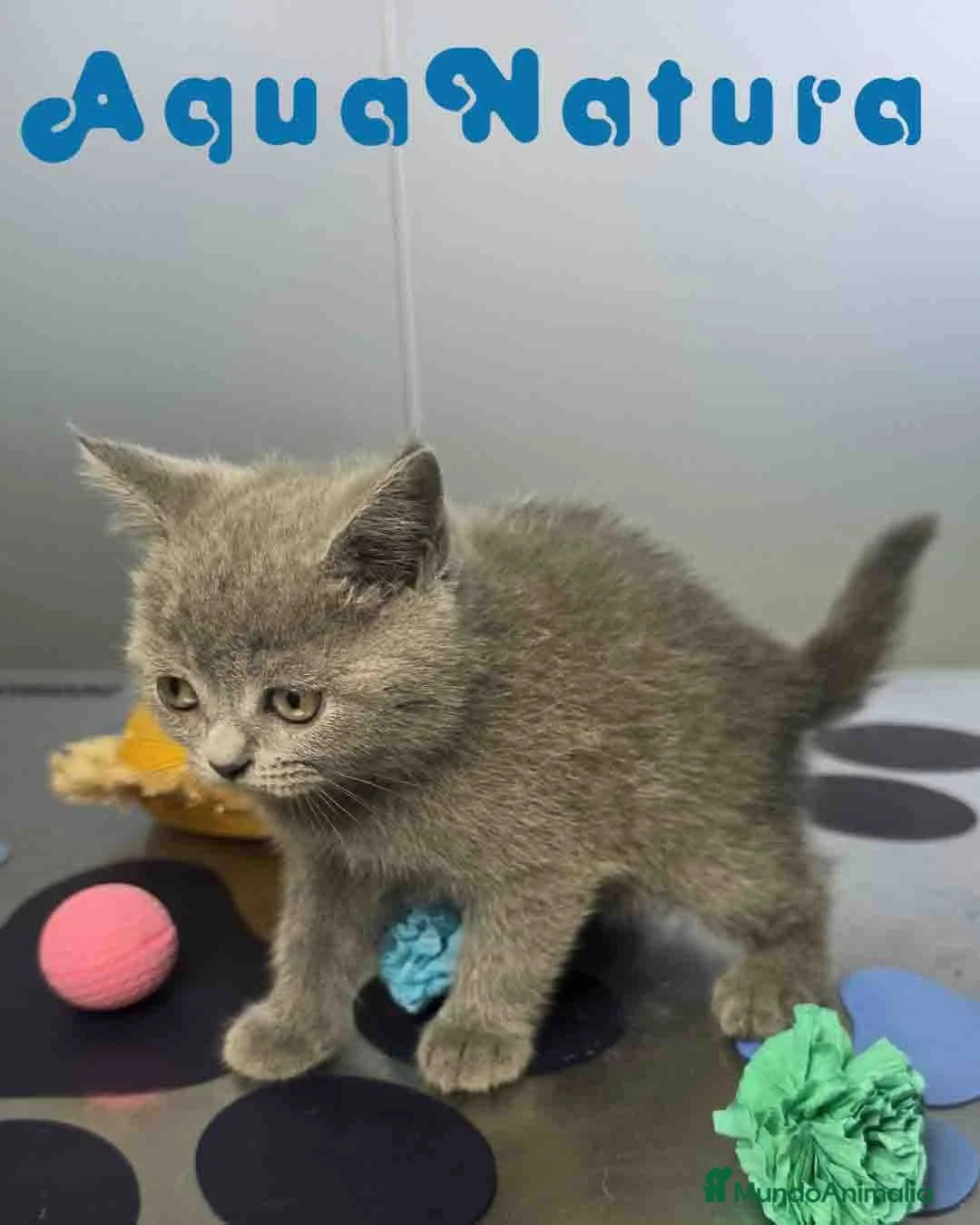 Británico de Pelo Corto Azul gatos en venta: British Hembra de Marlon y Skay 6330 AQUANATURA - Anuncio 2