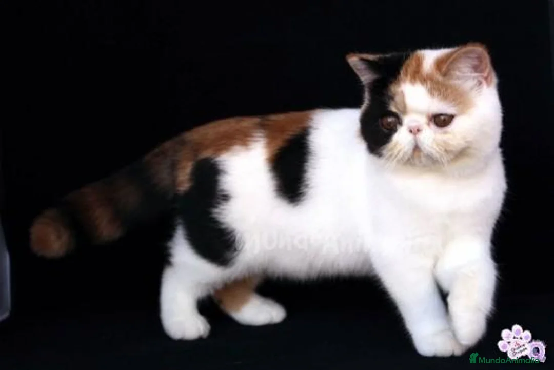 Imagen de galería {{count}}