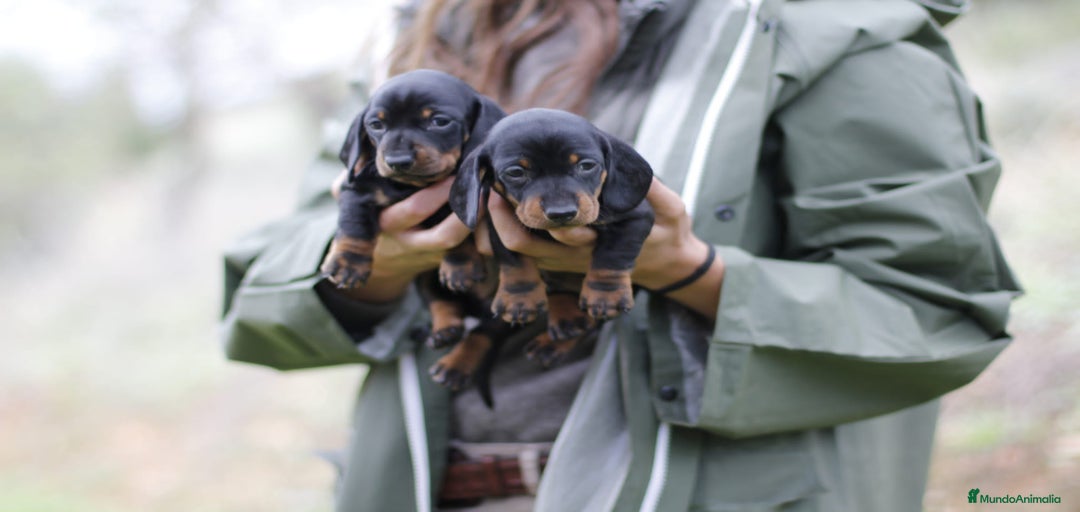 Imagen de galería {{count}}