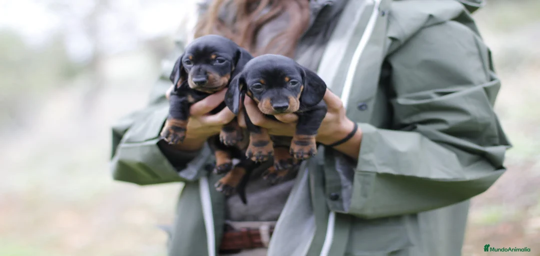 Imagen de galería {{count}}