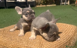 Bulldog Francés perros en venta: BULLDOG FRANCES LILAC AND TAN  - Imagen 3