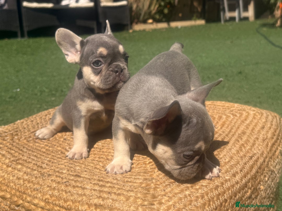 Bulldog Francés perros en venta: BULLDOG FRANCES LILAC AND TAN  - Imagen 3