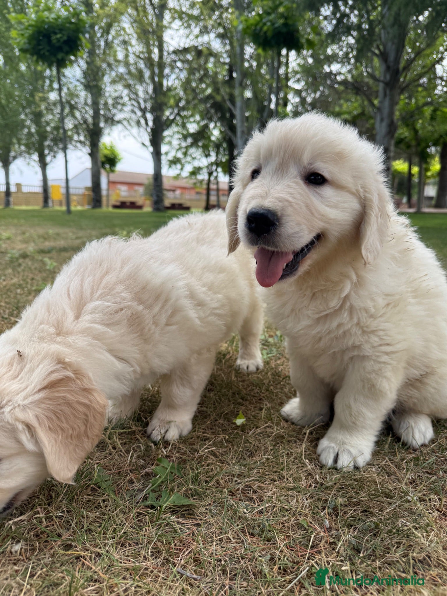 Golden Retriever perros CAMADAS DE GOLDEN RETRIEVER - Anuncio 1